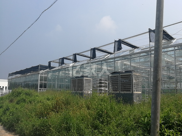 植物育苗大棚恒溫解決方案