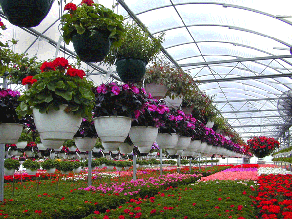 空氣源熱泵成為蔬菜、花卉等大棚種植供暖的發(fā)展趨勢(shì)